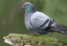 Troppi piccioni in Toscana, la delibera Troppi piccioni in Toscana