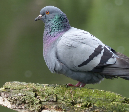Troppi piccioni in Toscana, la delibera Troppi piccioni in Toscana