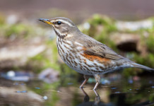 Agrivenatoria biodiversitalia, la posizione dell’Anuu Agrivenatoria biodiversitalia: tordo sassello in acqua