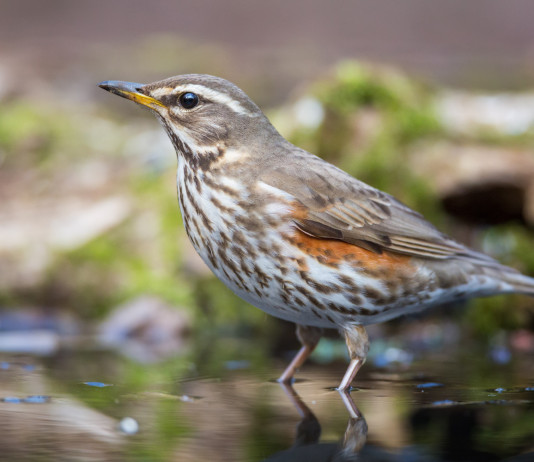 Agrivenatoria biodiversitalia, la posizione dell’Anuu Agrivenatoria biodiversitalia: tordo sassello in acqua