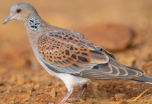 Anticipazioni sul calendario venatorio delle Marche 2022/2023 Anticipazioni sul calendario venatorio delle Marche 2022 2023