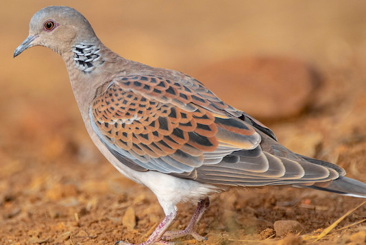 Anticipazioni sul calendario venatorio delle Marche 2022/2023 Anticipazioni sul calendario venatorio delle Marche 2022 2023