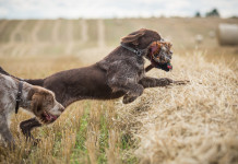 Associazione di riservisti, Arcicaccia contro Una Associazione di riservisti: spinone a caccia di fagiani