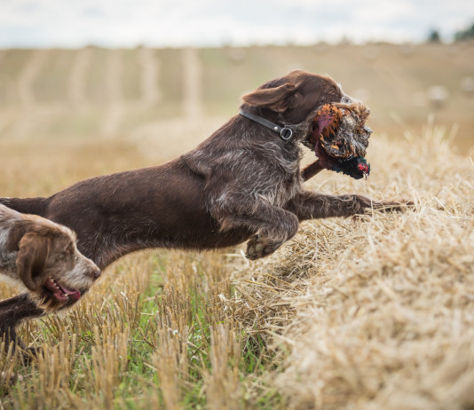 Associazione di riservisti, Arcicaccia contro Una Associazione di riservisti: spinone a caccia di fagiani