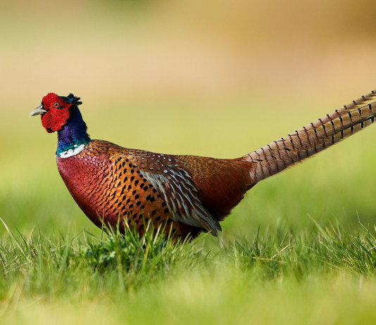 Associazione di riservisti, reazione Confagricoltura-Eps Associazione di riservisti: fagiano a terra in ambiente naturale