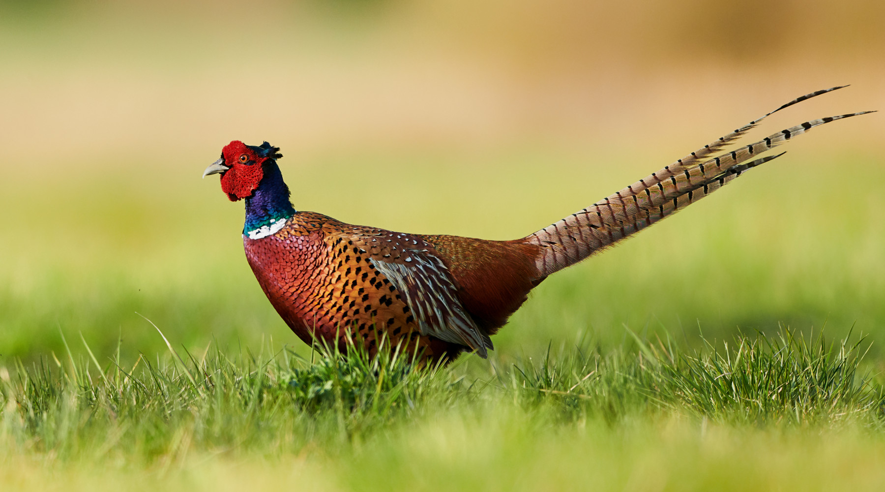 Associazione di riservisti, la risposta di Confagricoltura ed Eps Associazione di riservisti: fagiano a terra in ambiente naturale