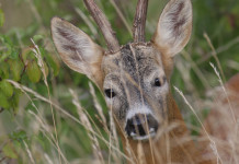 Caccia Magazine agosto 2022 in edicola dal 20 luglio Caccia Magazine agosto 2022: capriolo