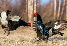 Caccia ai galliformi alpini, il corso AlpVet Caccia ai galliformi alpini: due galli forcelli durante la stagione degli accoppiamenti