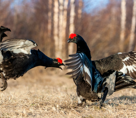 Caccia ai galliformi alpini, il corso AlpVet Caccia ai galliformi alpini: due galli forcelli durante la stagione degli accoppiamenti