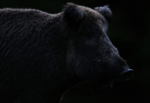 Caccia di selezione al cinghiale in Abruzzo, ecco il disciplinare Caccia di selezione al cinghiale in Abruzzo, ecco il disciplinare