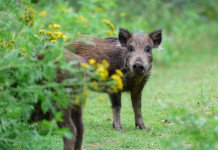 Caccia di selezione al cinghiale in Lombardia: le novità Caccia di selezione al cinghiale in Lombardia: cinghiali nel bosco