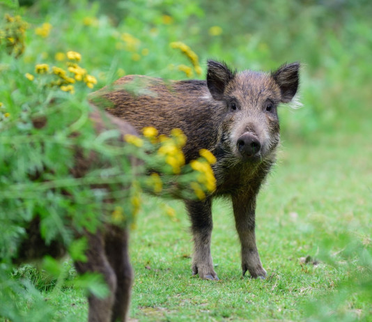 Caccia di selezione al cinghiale in Lombardia: le novità Caccia di selezione al cinghiale in Lombardia: cinghiali nel bosco