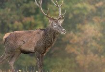 Caccia di selezione in Toscana, i nuovi piani Caccia di selezione in Toscana: cervo sulle colline toscane