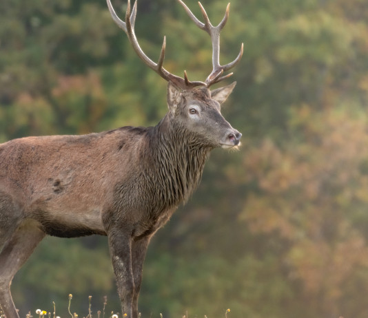 Caccia di selezione in Toscana, i nuovi piani Caccia di selezione in Toscana: cervo sulle colline toscane