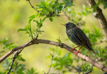 Caccia in deroga allo storno in Lombardia, ecco le indicazioni Caccia in deroga allo storno in Lombardia: storno su un ramo