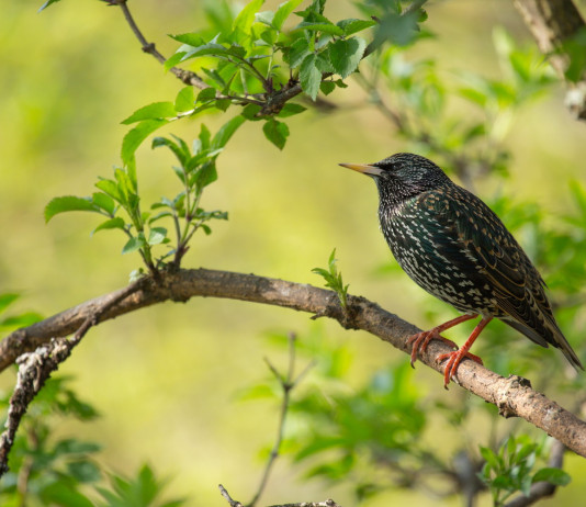 Caccia in deroga allo storno in Lombardia, ecco le indicazioni Caccia in deroga allo storno in Lombardia: storno su un ramo