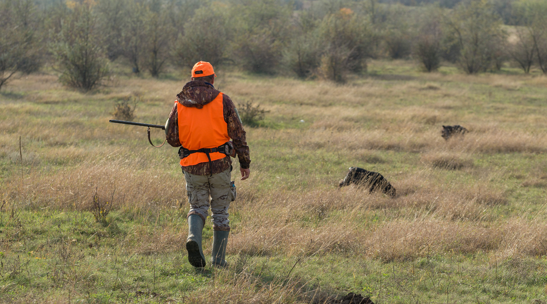 Caccia nei fondi privati: cacciatore a caccia di fagiani con cane, gilet in alta visibilità