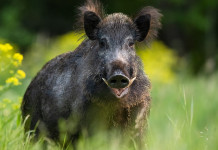 Cacciatori e controllo faunistico, la richiesta del Piemonte Cacciatori e controllo faunistico: cinghiale in ambiente estivo