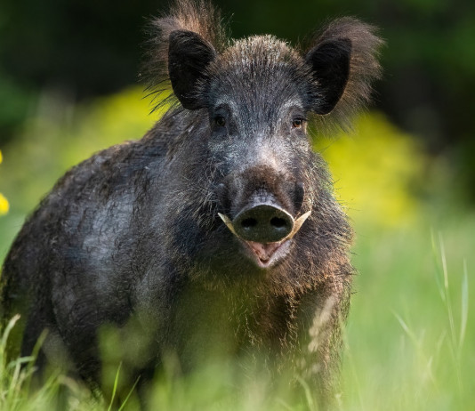 Cacciatori e controllo faunistico, la richiesta del Piemonte Cacciatori e controllo faunistico: cinghiale in ambiente estivo