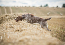 Cacciatori in Campania, le statistiche Cacciatori in Campania: spinone italiano corre mentre caccia