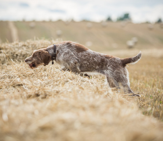 Cacciatori in Campania, le statistiche Cacciatori in Campania: spinone italiano corre mentre caccia