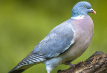 Calendario venatorio della Campania 2022/2023, ecco le date ufficiali Calendario venatorio della Campania 2022 2023: colombaccio