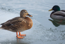 Calendario venatorio della Campania 2022/2023: la situazione Calendario venatorio della Campania 2022-2023: germani reali in ambiente acquatico