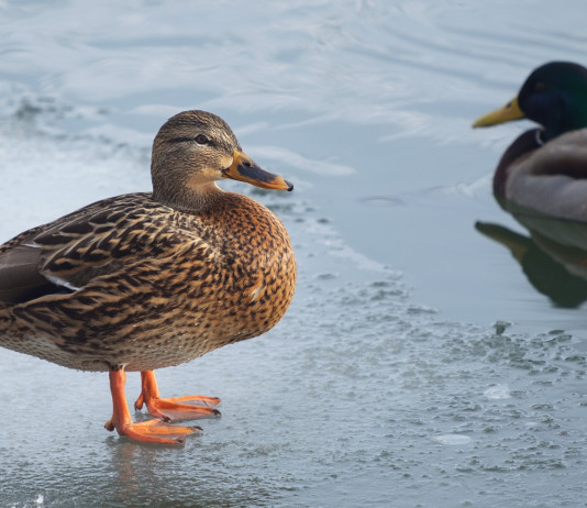 Calendario venatorio della Campania 2022/2023: la situazione Calendario venatorio della Campania 2022-2023: germani reali in ambiente acquatico