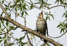 Calendario venatorio della Campania, annunciato ricorso Calendario venatorio della Campania: tordo bottaccio sul ramo di un albero