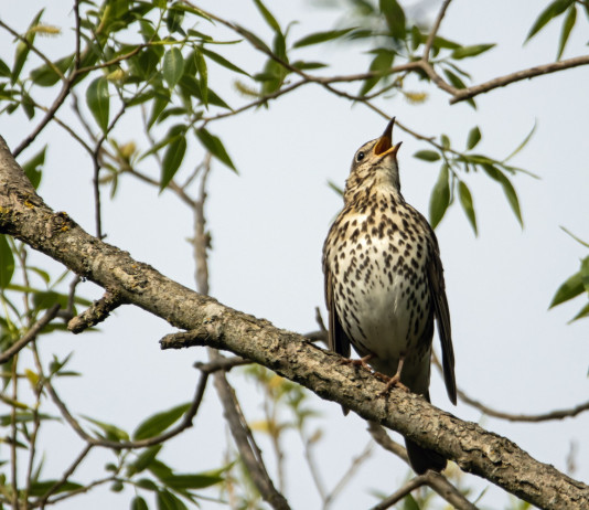 Calendario venatorio della Campania, annunciato ricorso Calendario venatorio della Campania: tordo bottaccio sul ramo di un albero
