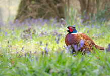 Calendario venatorio della Toscana, altre anticipazioni Calendario venatorio della Toscana, altre anticipazioni
