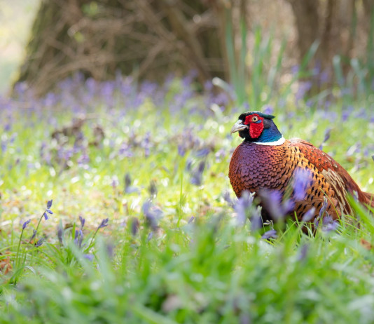 Calendario venatorio della Toscana, altre anticipazioni Calendario venatorio della Toscana, altre anticipazioni