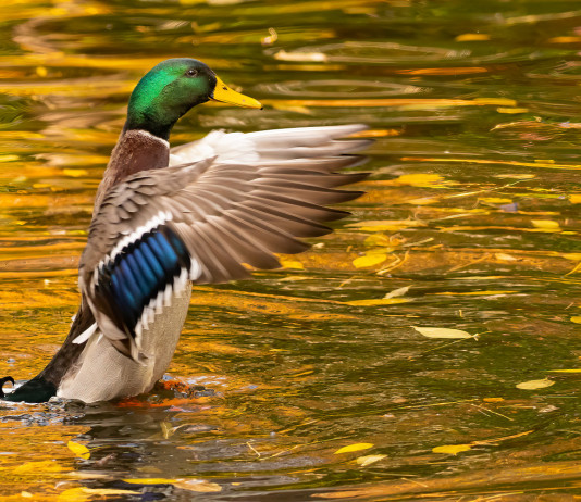 Calendario venatorio delle Marche, qualche altra indiscrezione Calendario venatorio delle Marche: germano reale in acqua
