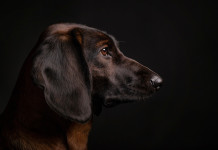 Cani da traccia, expo sulle Alpi Giulie Cani da traccia, expo sulle Alpi Giulie: segugio bavarese di montagna su sfondo nero