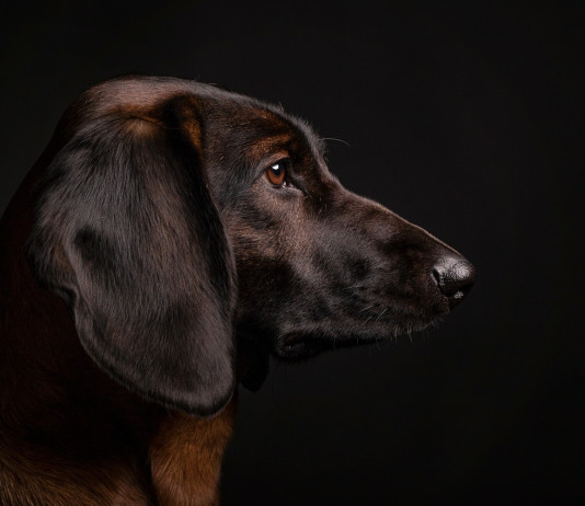 Cani da traccia, expo sulle Alpi Giulie Cani da traccia, expo sulle Alpi Giulie: segugio bavarese di montagna su sfondo nero