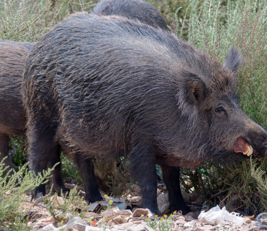 Decreto sul cinghiale, interrogazione al governo Decreto sul cinghiale: tre cinghiali
