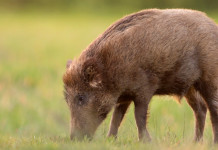 Decreto sul cinghiale, la spinta dell’Umbria Decreto sul cinghiale: cinghiale mangia
