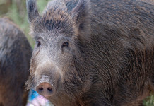 Decreto sul cinghiale, le Regioni protestano per il ritardo Decreto sul cinghiale