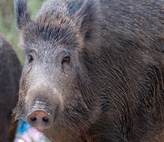 Decreto sul cinghiale, le Regioni protestano per il ritardo Decreto sul cinghiale