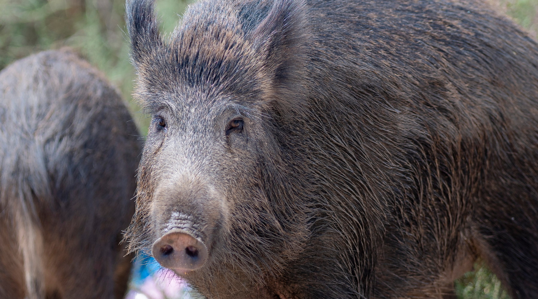 Decreto sul cinghiale, le Regioni protestano per il ritardo Decreto sul cinghiale