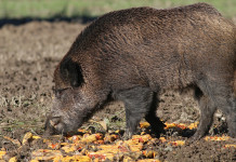 Foraggiamento del cinghiale per caccia di selezione, la sentenza Foraggiamento del cinghiale per caccia di selezione
