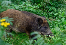 Gestione del cinghiale, governo verso decreto Gestione del cinghiale: cinghiale nella macchia
