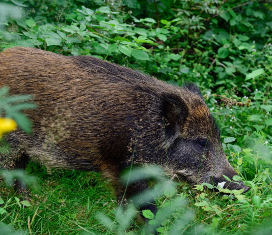 Gestione del cinghiale, governo verso decreto Gestione del cinghiale: cinghiale nella macchia