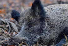 Gestione del cinghiale nel Lazio, più fondi agli Atc Gestione del cinghiale nel Lazio: femmina di cinghiale a terra