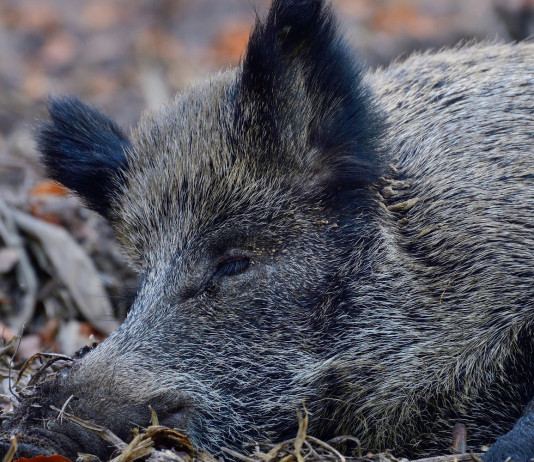 Gestione del cinghiale nel Lazio, più fondi agli Atc Gestione del cinghiale nel Lazio: femmina di cinghiale a terra