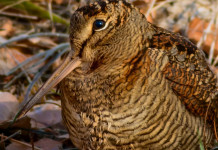 Il calendario venatorio della Sicilia davanti al Tar Il calendario venatorio della Sicilia davanti al Tar: beccaccia in primo piano