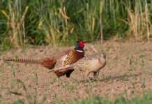 Nasce nuova associazione di riservisti Nasce nuova associazione di riservisti: fagiano maschio e femmina in riserva