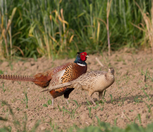 Nasce nuova associazione di riservisti Nasce nuova associazione di riservisti: fagiano maschio e femmina in riserva