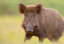 Peste suina africana, respinto ricorso animalisti Peste suina africana: cinghiale in primo piano