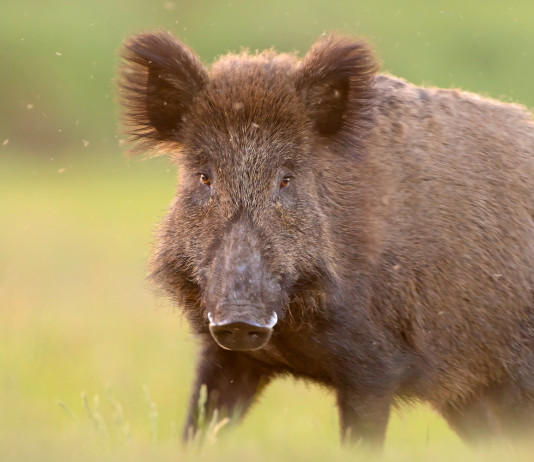 Peste suina africana, respinto ricorso animalisti Peste suina africana: cinghiale in primo piano